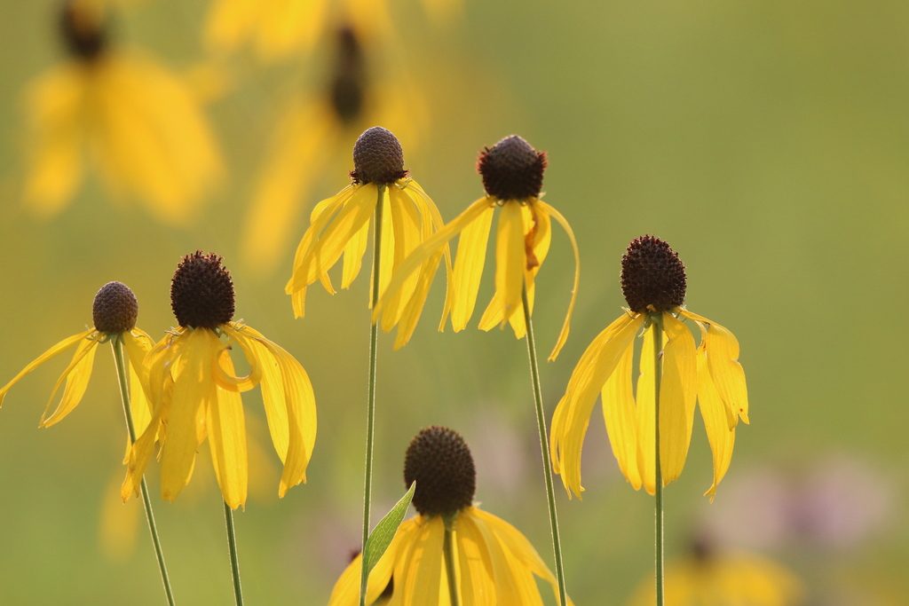 Prairie Coneflower reference