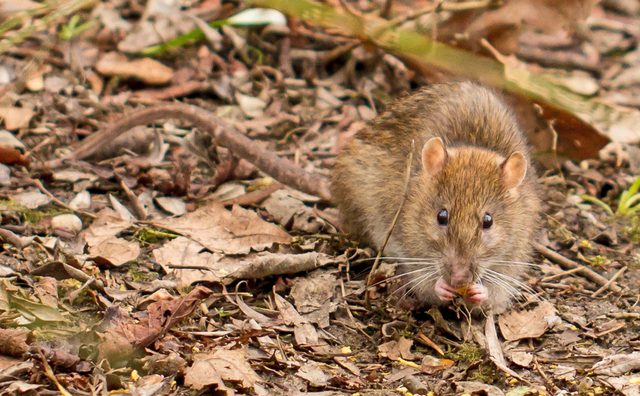 Brown Rat reference