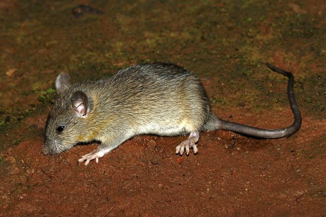 Black Rat reference