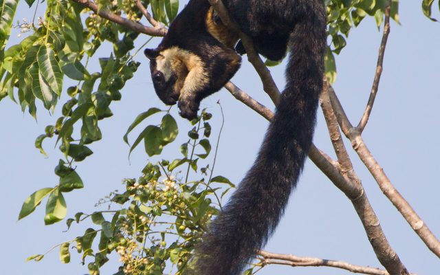 Black Giant Squirrel reference