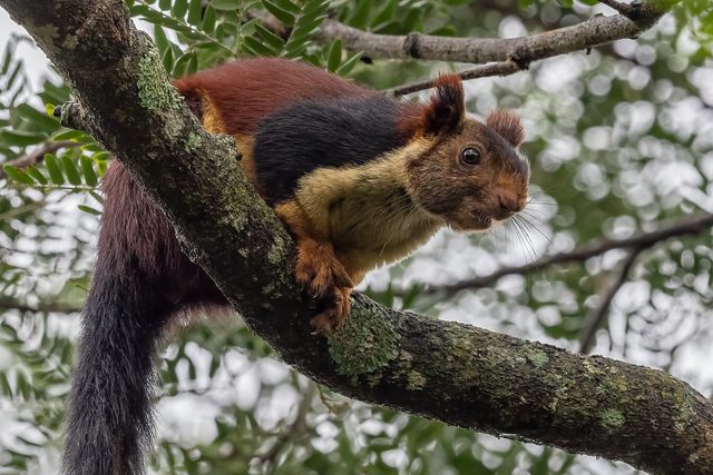 Malabar Giant Squirrel reference