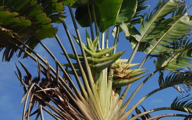 Traveler's Palm reference