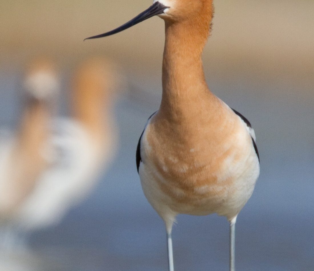 American Avocet reference
