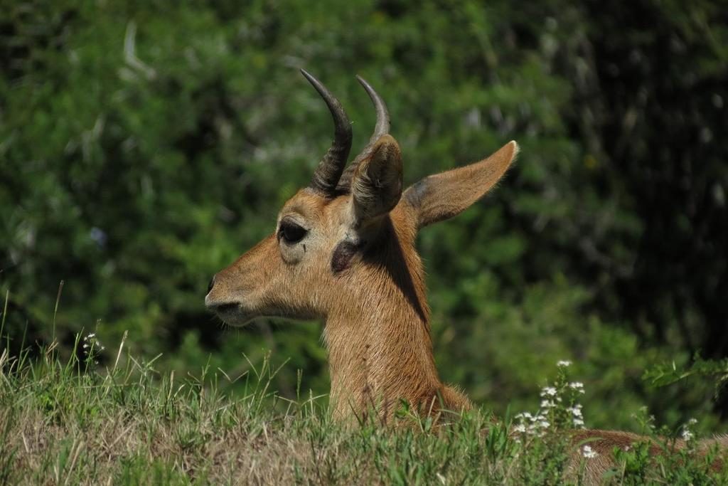 Mountain Reedbuck reference