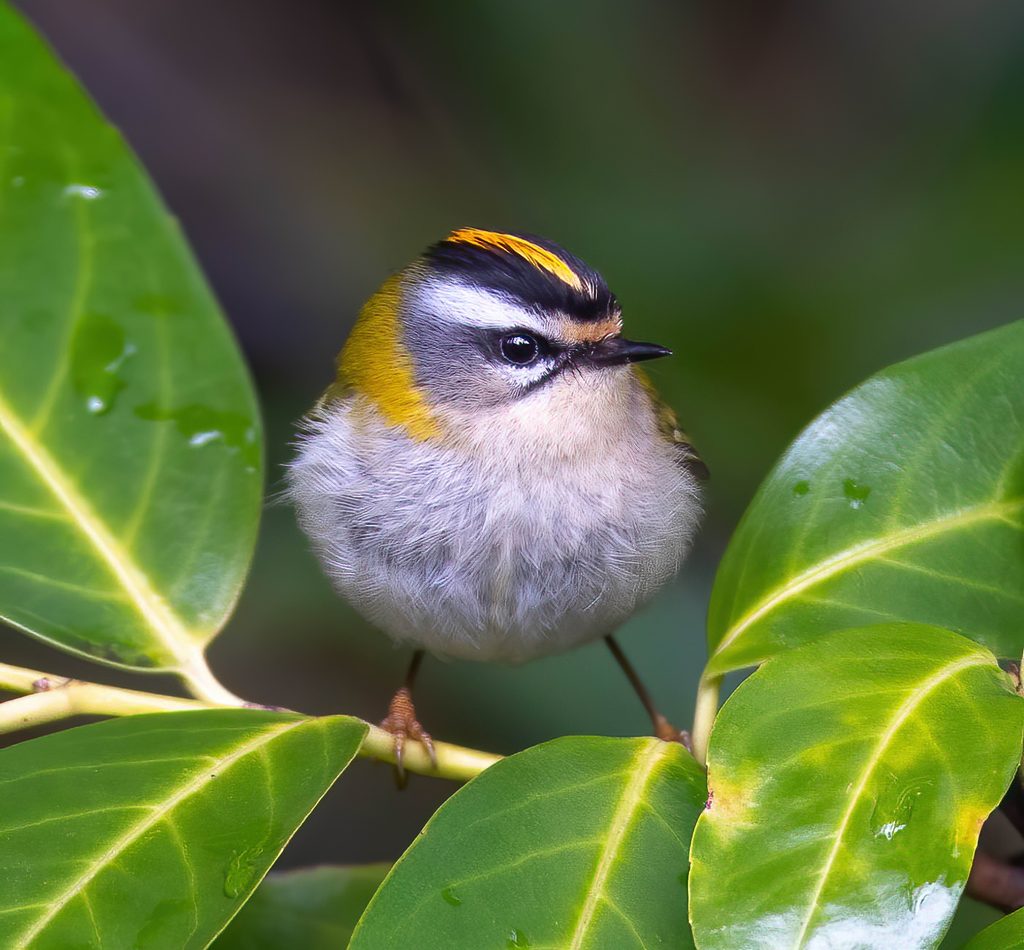 Common Firecrest reference