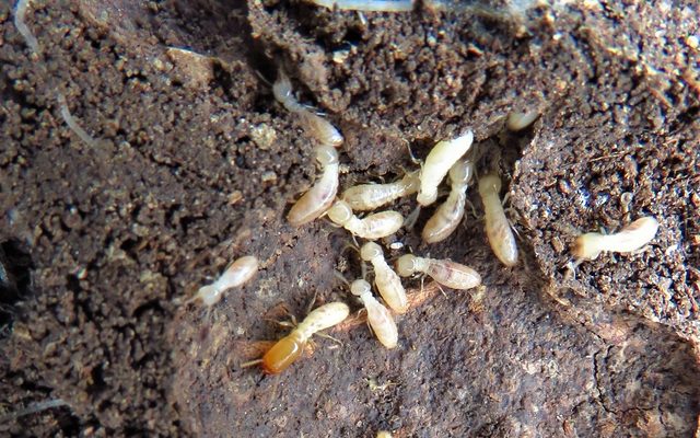 Eastern Subterranean Termite reference