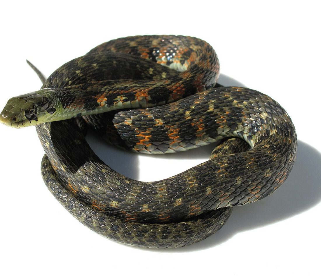 Tiger Keelback reference