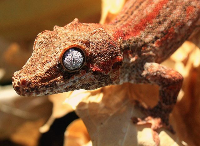 Gargoyle Gecko reference