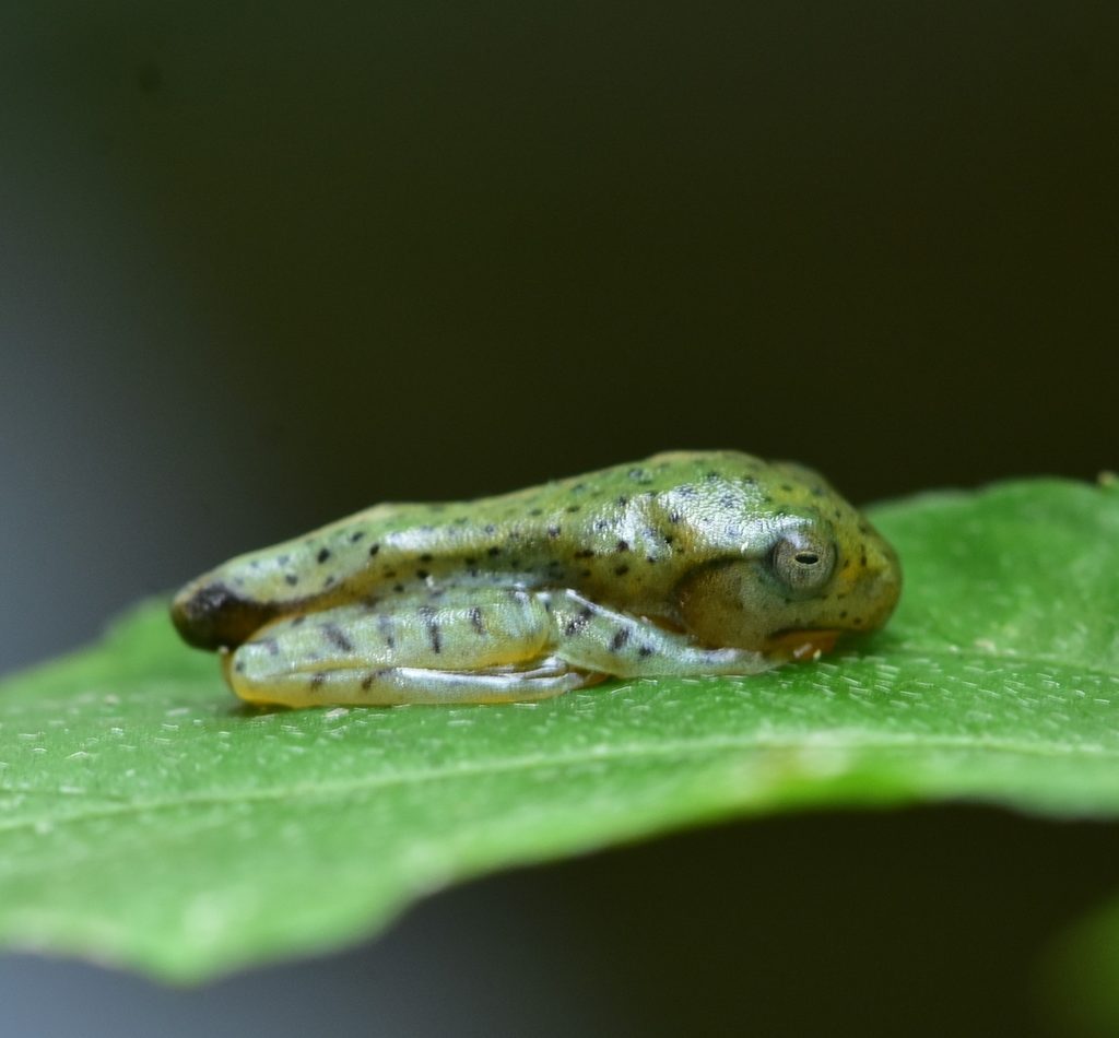 Malabar Gliding Frog reference