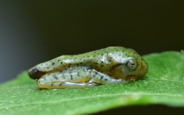 Malabar Gliding Frog reference