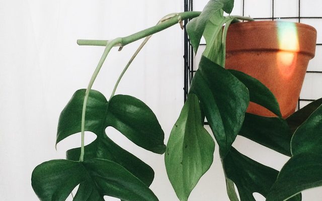 Mini Monstera reference