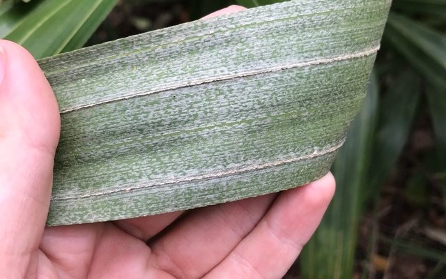 Needle Palm reference