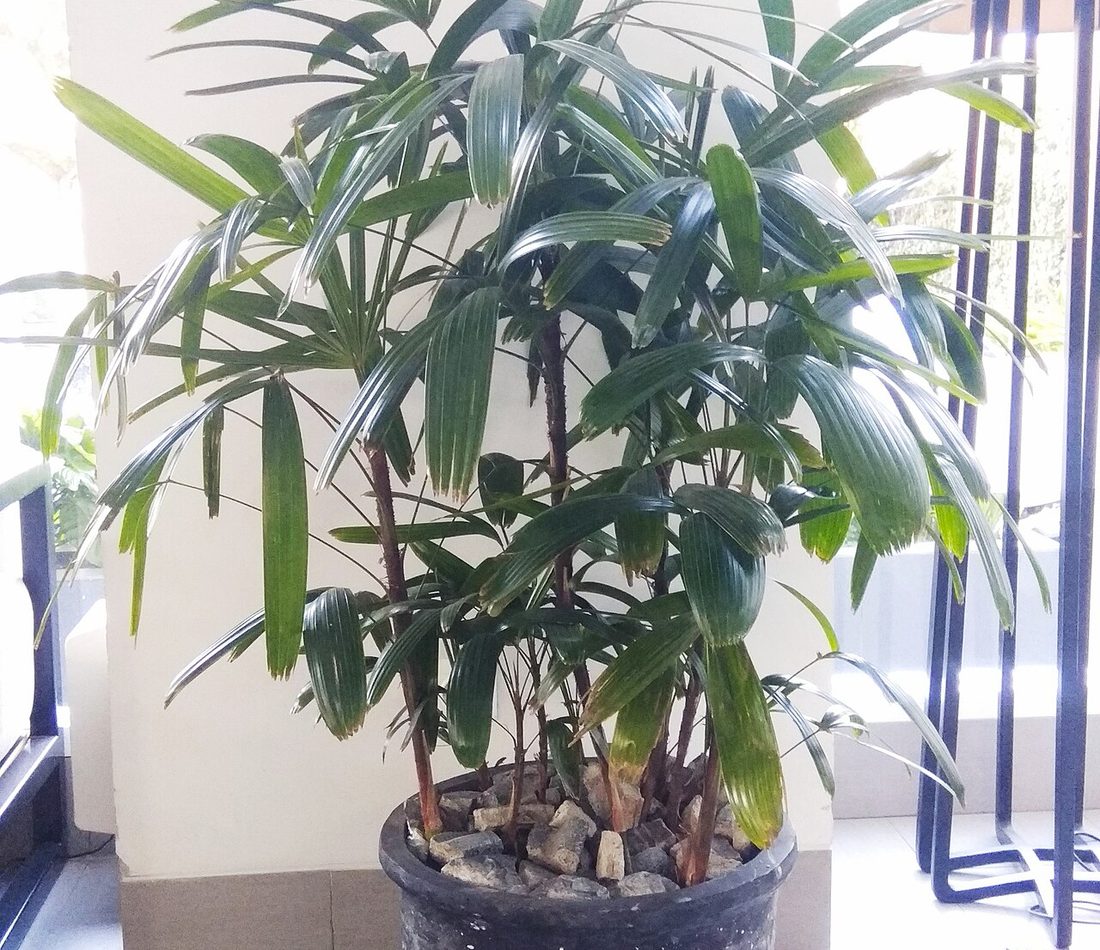 Rhapis excelsa reference