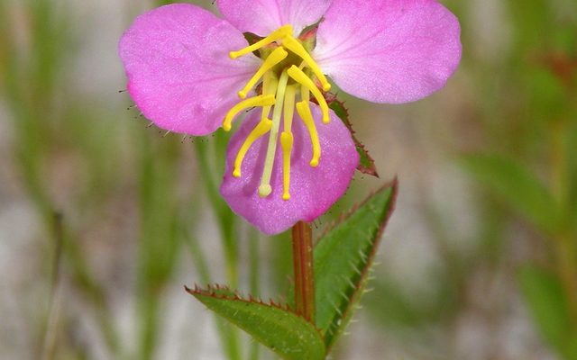 Virginia Meadow Beauty reference