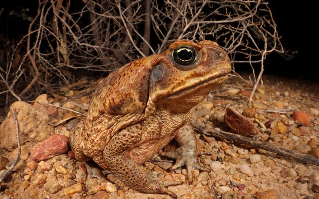 Cane Toad reference