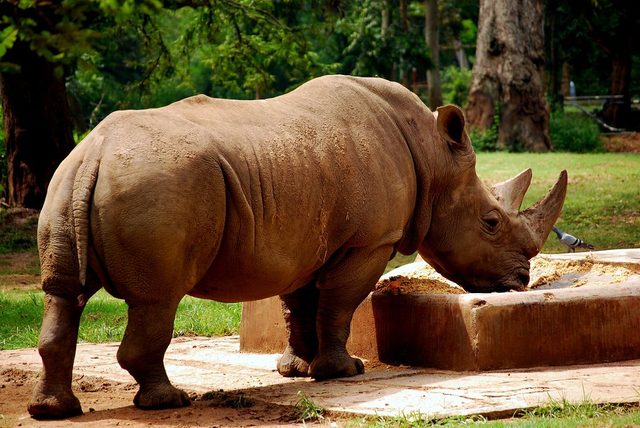 Javan Rhinoceros reference