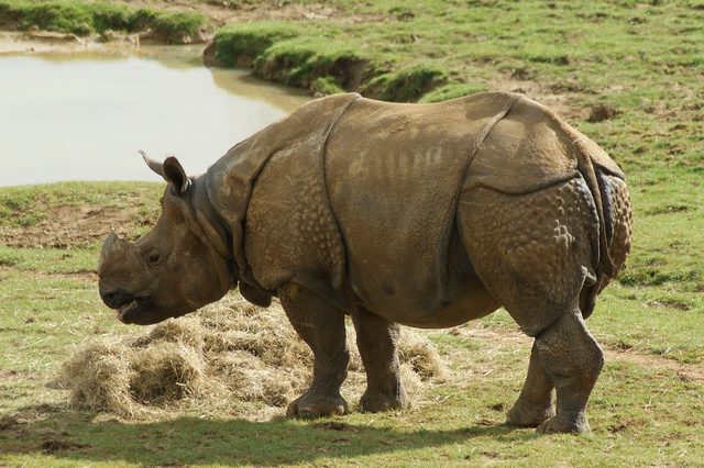 Indian Rhinoceros reference