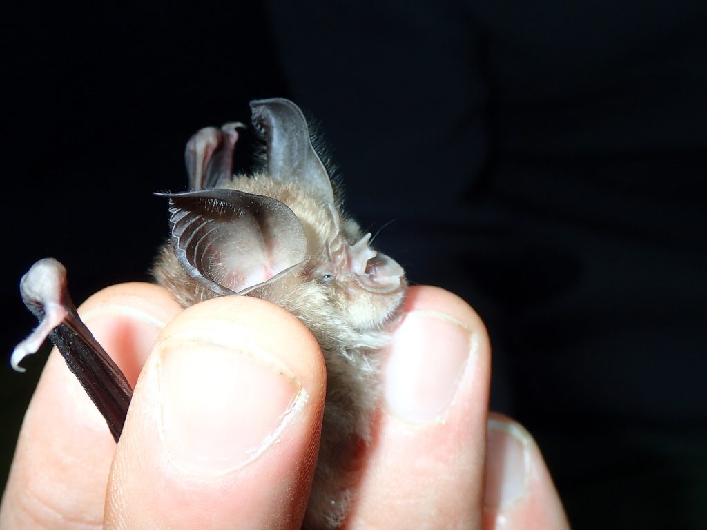 Mediterranean Horseshoe Bat reference