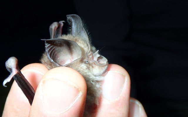 Mediterranean Horseshoe Bat reference