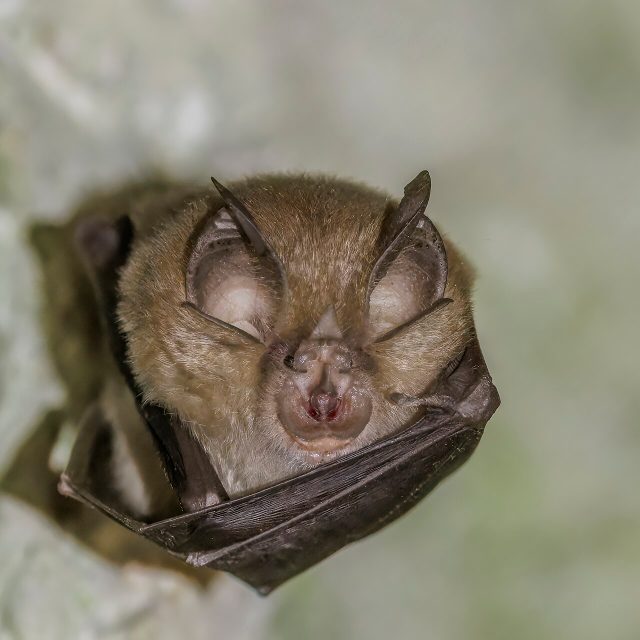 Greater Horseshoe Bat reference