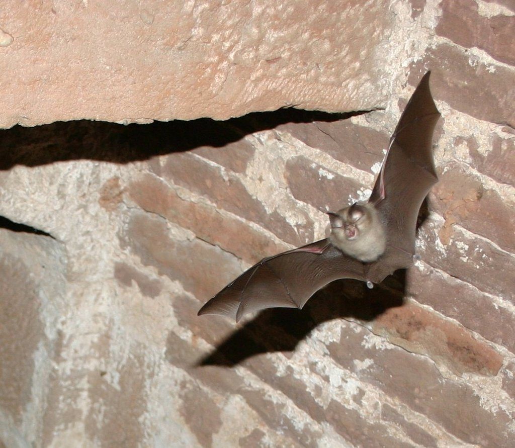Lesser Horseshoe Bat reference