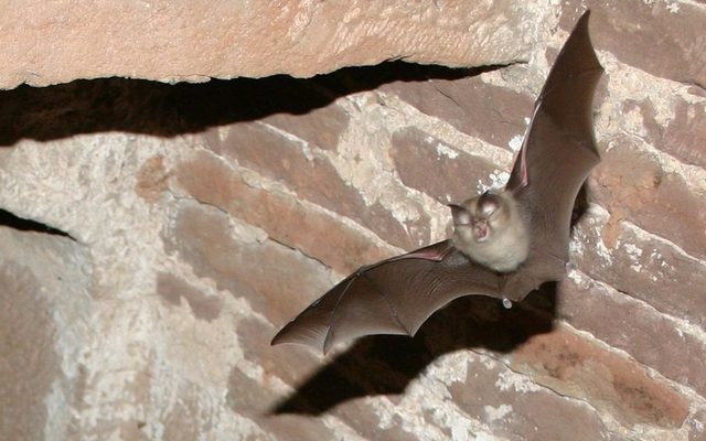 Lesser Horseshoe Bat reference