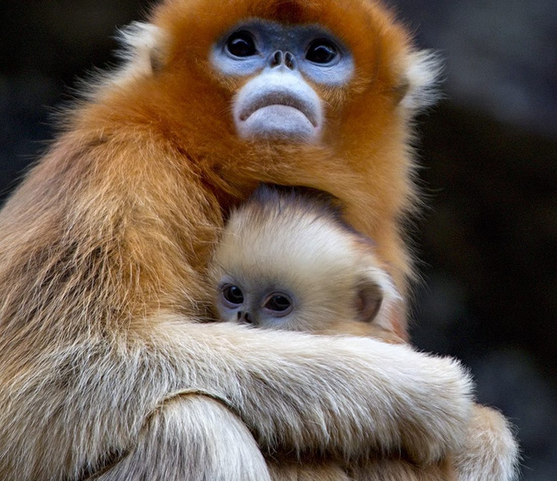 Golden Snub-nosed Monkey reference