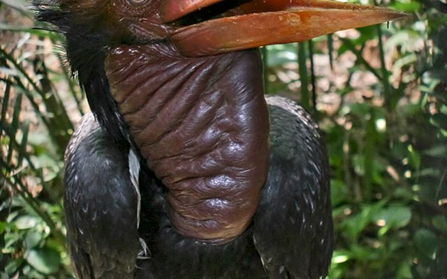 Helmeted Hornbill reference