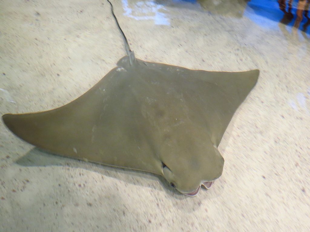 Cownose Ray reference