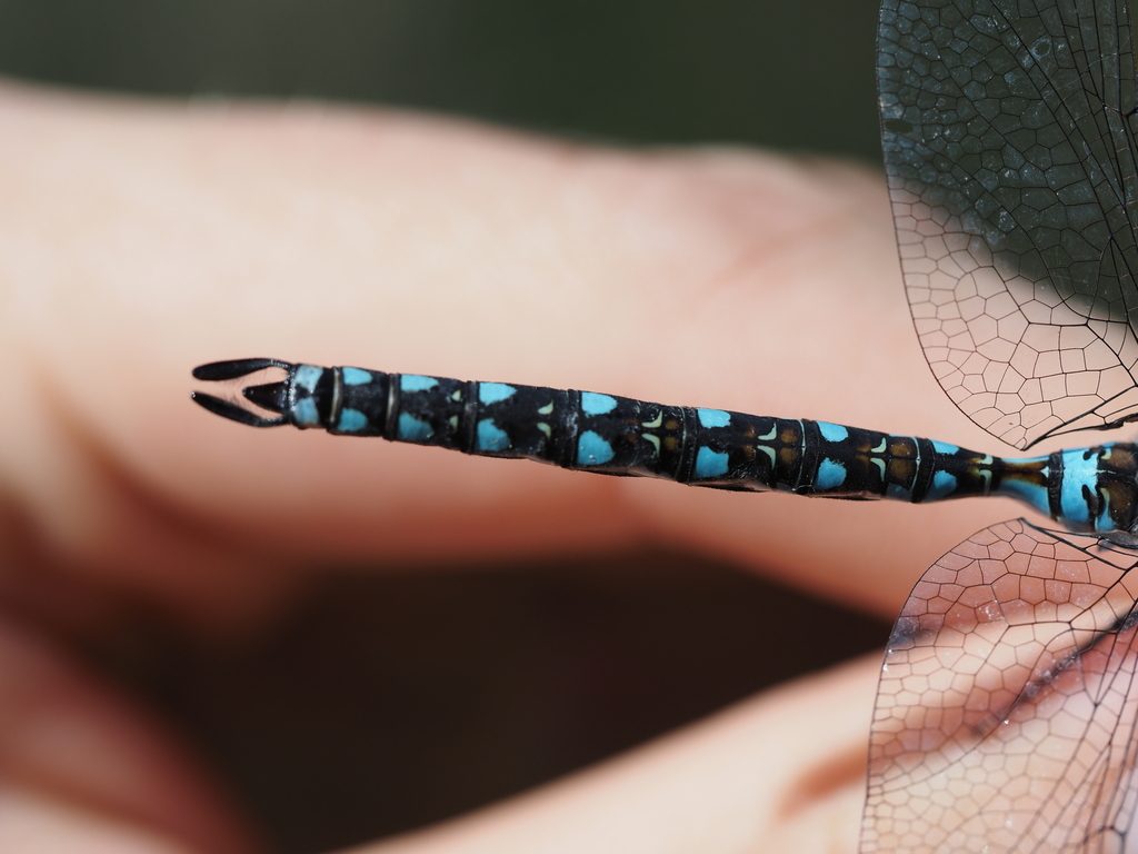 California Darner reference