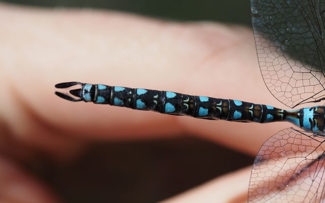 California Darner reference