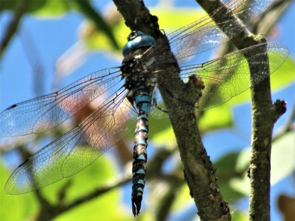 Blue-eyed Darner reference