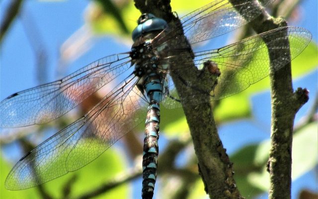 Blue-eyed Darner reference