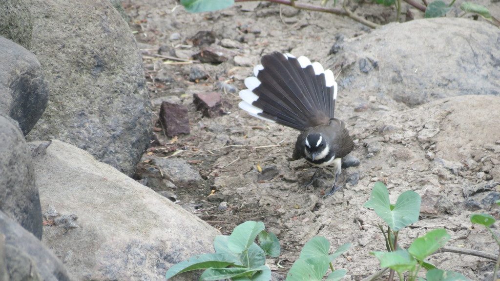 Philippine Pied-Fantail reference