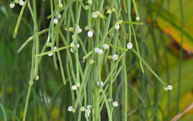 Mistletoe Cactus reference