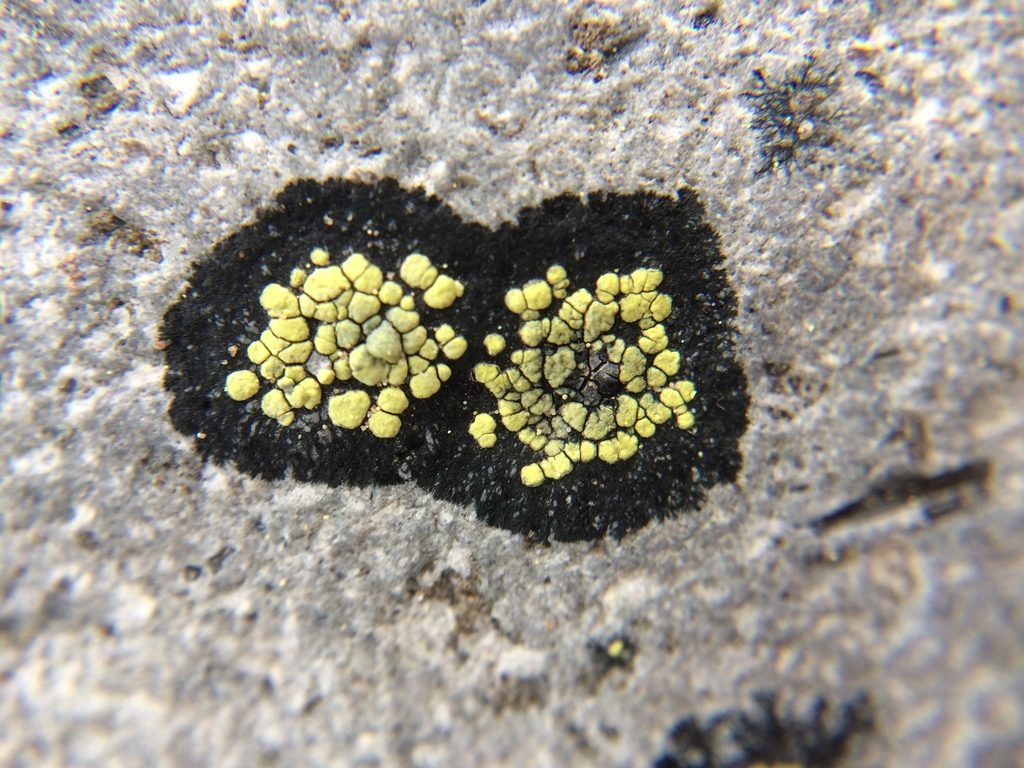 Map Lichen reference