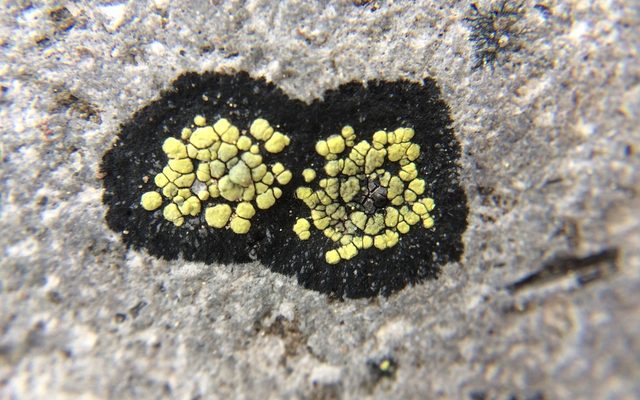 Map Lichen reference