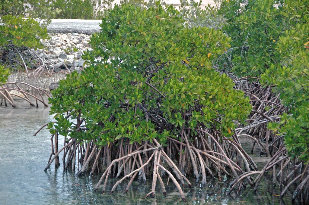 Red Mangrove reference