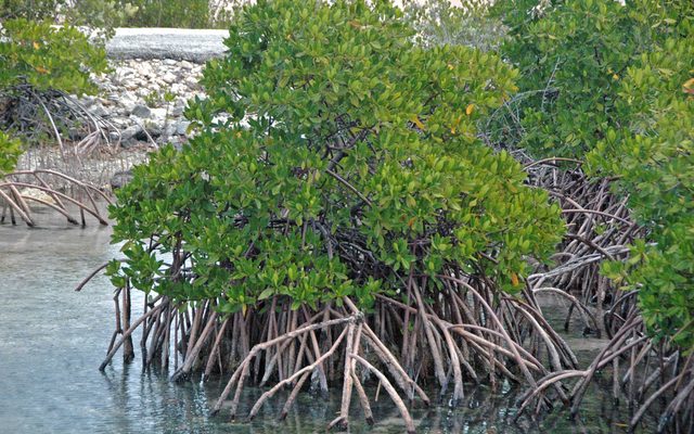 Red Mangrove reference