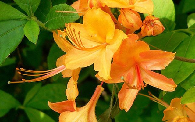 Flame Azalea reference