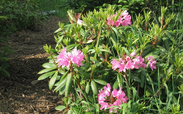 Catawba Rhododendron reference