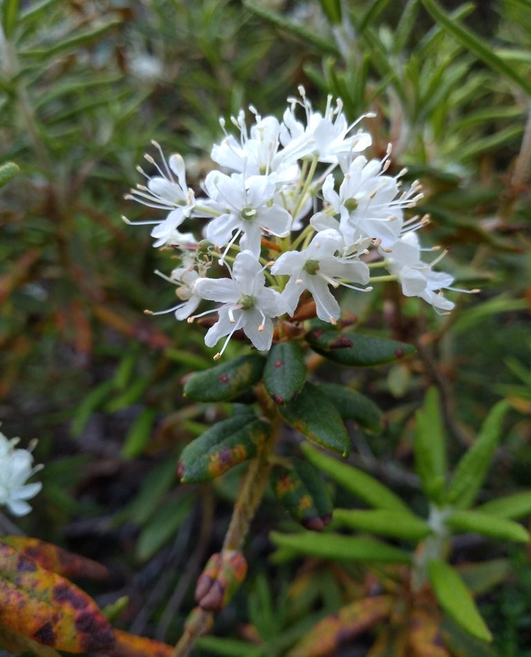 Bog Labrador Tea reference