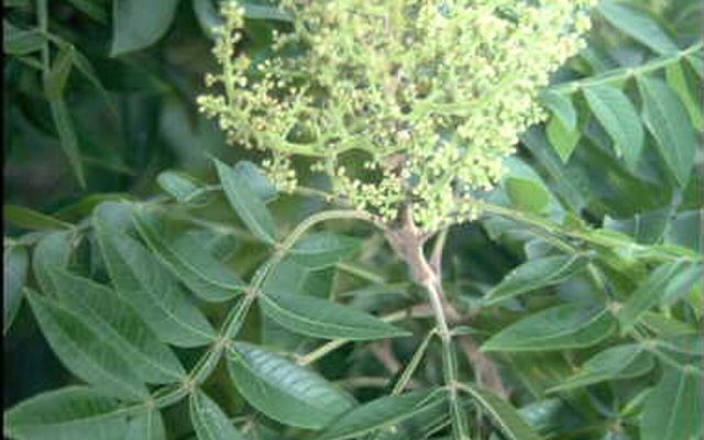 Shining Sumac reference