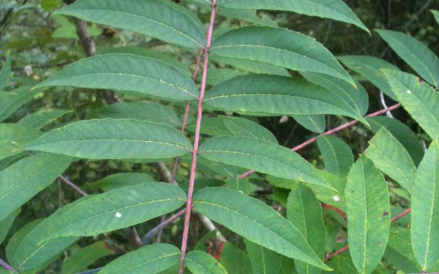 Smooth Sumac reference
