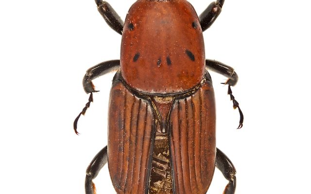Red Palm Weevil reference