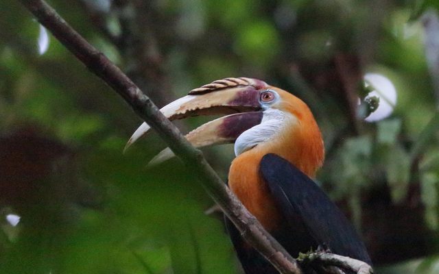 Blyth's Hornbill reference