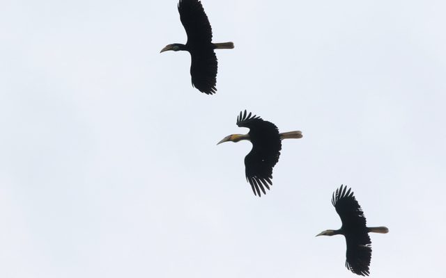 Plain-pouched Hornbill reference