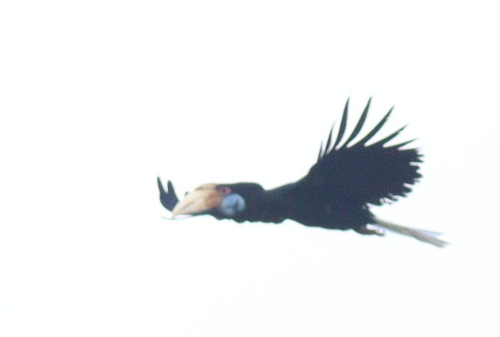 Wreathed Hornbill reference