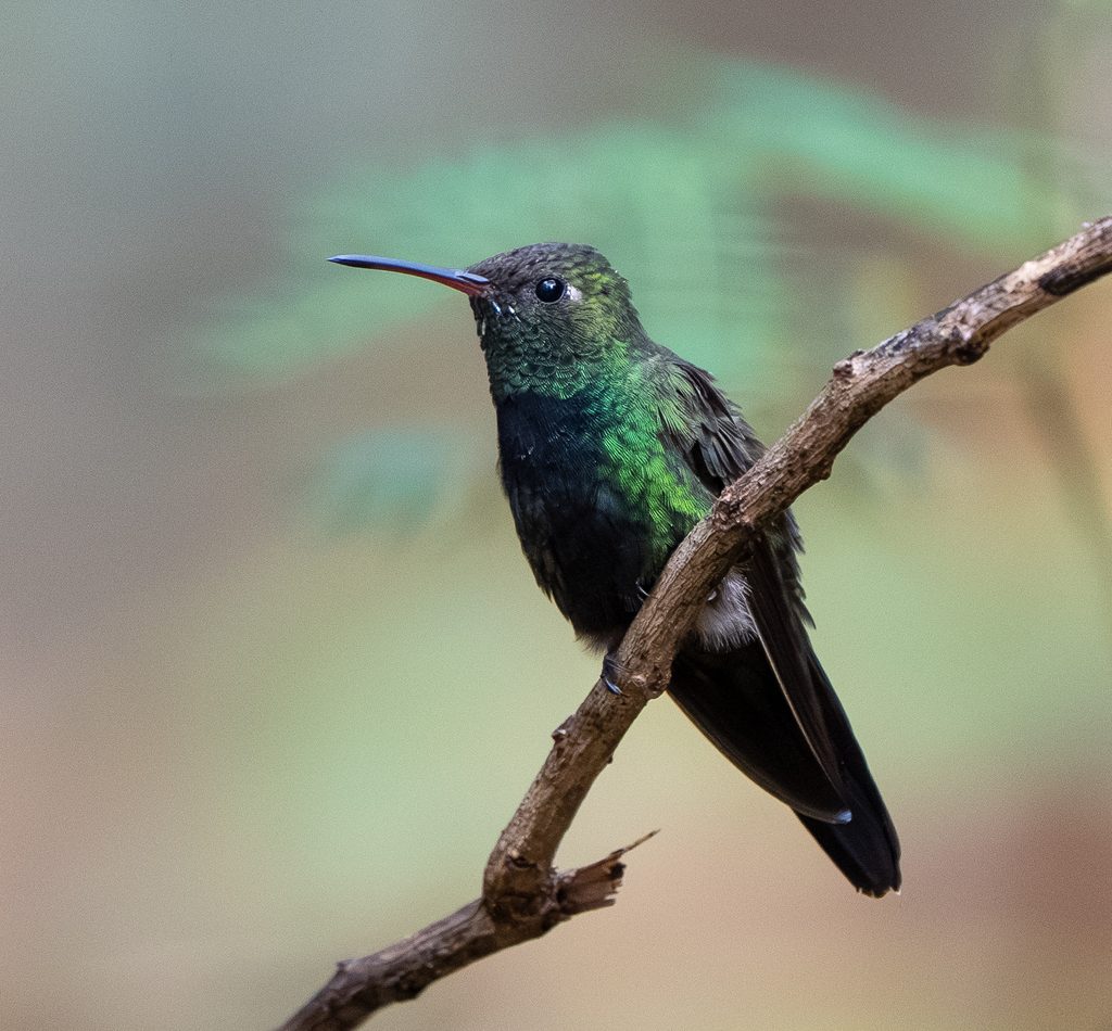 Hispaniolan Emerald reference