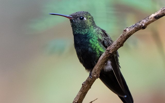Hispaniolan Emerald reference
